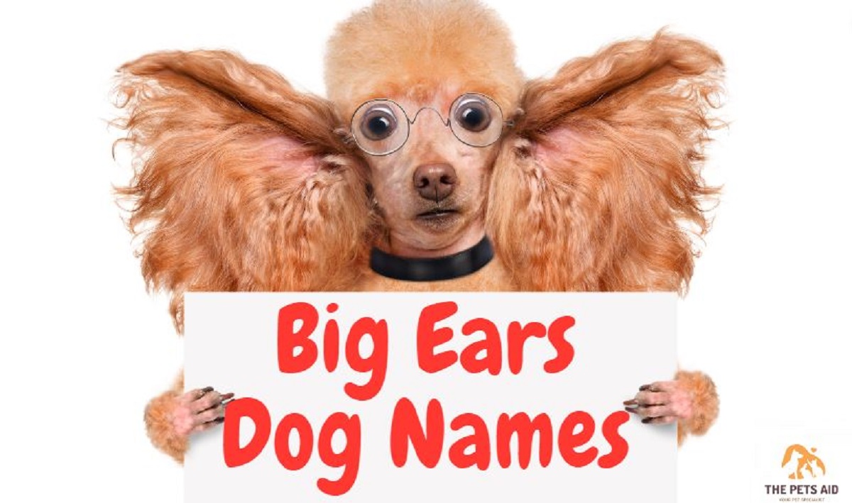 How Do You Name a Big Dog With Big Ears